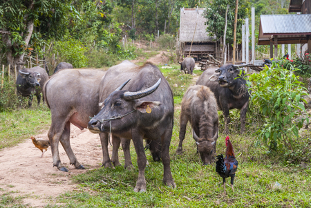 Water buffalos and chickens by the road, Laosの写真素材