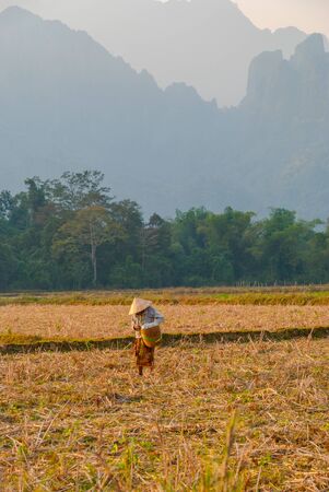 Woman picking plants on after harvest field, Vang Vieng, Laosの写真素材