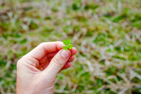 Holding four leaf shamrock in hand, lucky symbol