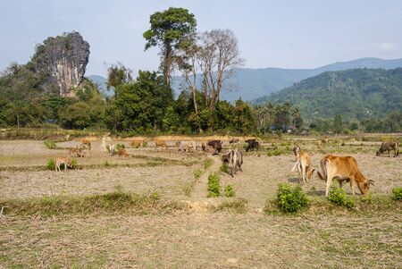 Cows in dry rice paddy, Laosの写真素材