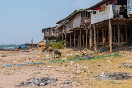 Residential house on pillars and buffalos bellow at Don Det island, Laosの写真素材