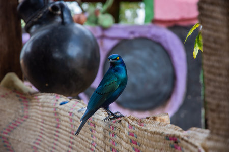 Beautiful Greater blue-eared starling bird, Ethiopiaの写真素材