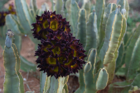 Caralluma speciosa cactus blooming, Omo valley, Ethiopiaの写真素材