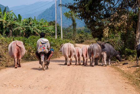 Vang Vieng, Laos - Feb 2016: Heard of black and albino water buffalos overpassed by car in Laotian countrysideのeditorial素材