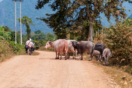 Vang Vieng, Laos - Feb 2016: Heard of black and albino water buffalos overpassed by motorbike in Laotian countrysideのeditorial素材