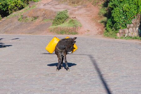 Donkey carrying two big yellow water canisters and walking on the road, Ethiopiaの写真素材