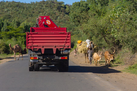 Korem, Ethiopia - Nov 2018: Cattle and camel transporting things on the road between traffic on ethiopian roadのeditorial素材