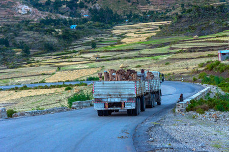 Mekele, Ethiopia - Nov 2018: Truck full of camels to be transported on the road in Ethiopian countrysideのeditorial素材