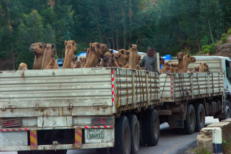 Mekele, Ethiopia - Nov 2018: Truck full of camels to be transported on the road in Ethiopian countrysideのeditorial素材