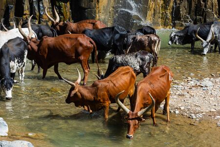Longhorn african cattle drinking water from the river, Afar region, Ethiopiaの写真素材