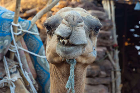 Portrait of a camel chewing stuffの写真素材