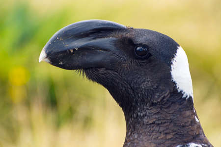 Thick-billed raven (Dendropicos abyssinicus) close up, Ethiopiaの写真素材