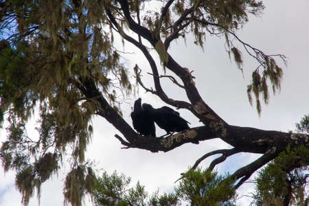 Two Thick-billed ravens on the tree in Simien mountains, Ethiopiaの写真素材