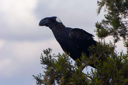 Thick-billed Raven bird on the grass in Simien mountains, Ethiopiaの写真素材