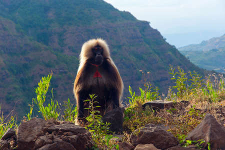 Baboon (Papio hamadryas) sitting on the rock in Ethiopian highlandsの写真素材
