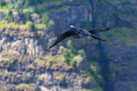 Thick-billed raven birds (Dendropicos abyssinicus) flying in Simien mountains, Ethiopia, motion fotoの写真素材