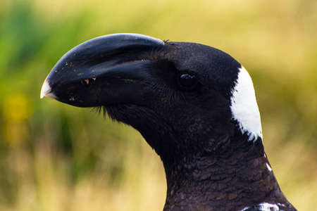 Thick-billed raven (Dendropicos abyssinicus) close up, Ethiopiaの写真素材