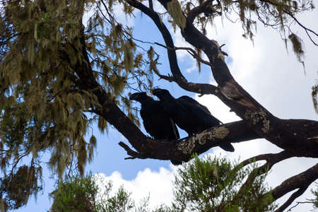 Two Thick-billed ravens on the tree in Simien mountains, Ethiopiaの写真素材