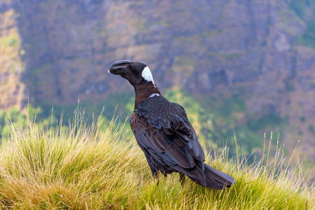 Thick-billed Raven bird on the grass in Simien mountains, Ethiopiaの写真素材