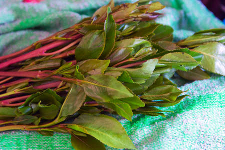 Khat plant, known for cathinone, a stimulant, which is said to cause excitement, loss of appetite, and euphoriaの写真素材