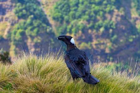 Thick-billed Raven bird on the grass in Simien mountains, Ethiopiaの写真素材