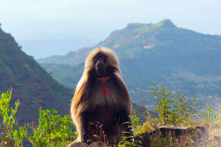 Baboon (Papio hamadryas) sitting on the rock in Ethiopian highlandsの写真素材