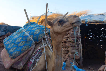 Portrait of a camel chewing stuffの写真素材