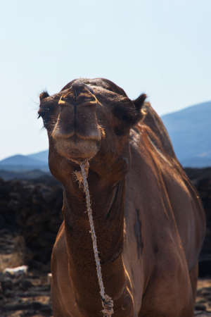 Portrait of a camel chewing stuffの写真素材