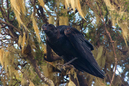 Thick-billed Raven bird on the grass in Simien mountains, Ethiopiaの写真素材