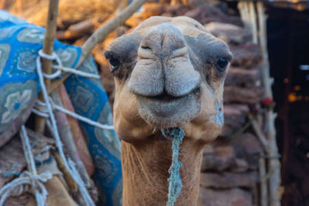 Portrait of a camel chewing stuffの写真素材