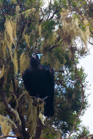 Thick-billed Raven bird on the tree in Simien mountains, Ethiopiaの写真素材