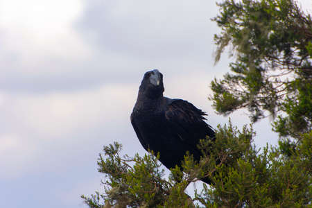 Thick-billed Raven bird on the tree in Simien mountains, Ethiopiaの写真素材