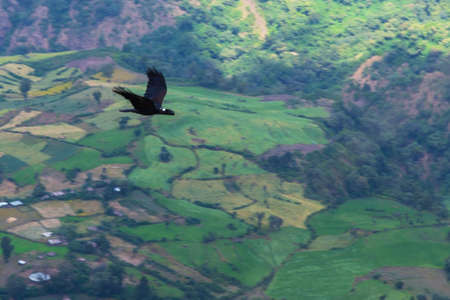 Thick-billed raven flying in Simien mountains, Motion photoの写真素材