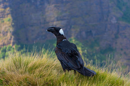 Thick-billed Raven bird on the grass in Simien mountains, Ethiopiaの写真素材