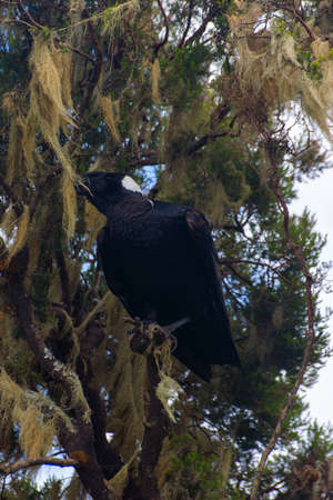 Thick-billed Raven bird on the tree in Simien mountains, Ethiopiaの写真素材