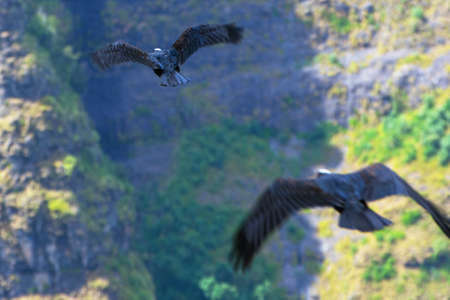 Thick-billed raven birds (Dendropicos abyssinicus) flying in Simien mountains, Ethiopia, motion fotoの写真素材