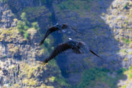 Thick-billed raven birds (Dendropicos abyssinicus) flying in Simien mountains, Ethiopia, motion fotoの写真素材