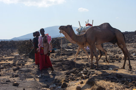 Erta Ale, Ethiopia - Nov 2018: caravan of camels guided by local Afar people, in the desertのeditorial素材