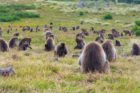 Wild baboon monkeys, Simien mountains, Ethiopiaの写真素材