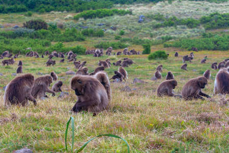 Wild baboon monkeys, Simien mountains, Ethiopiaの写真素材