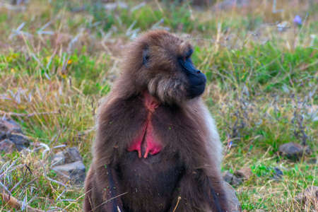 Portrait of baboon monkey, Simien Mountains, Ethiopiaの写真素材