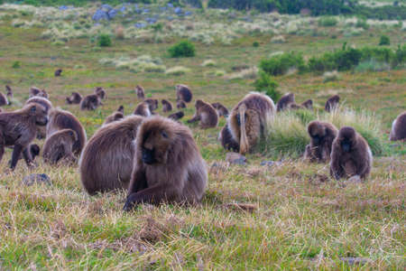 Wild baboon monkeys, Simien mountains, Ethiopiaの写真素材