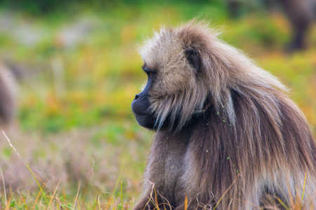 Portrait of baboon monkey, Simien Mountains, Ethiopiaの写真素材