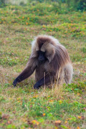 Portrait of baboon monkey eating, Simien Mountains, Ethiopiaの写真素材