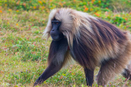 Portrait of baboon monkey eating, Simien Mountains, Ethiopiaの写真素材