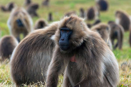 Wild baboon monkeys, Simien mountains, Ethiopiaの写真素材