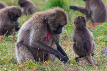 Wild baboon monkeys, Simien mountains, Ethiopiaの写真素材
