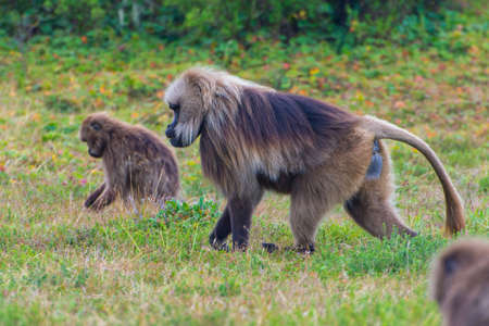 Wild baboon monkeys, Simien mountains, Ethiopiaの写真素材