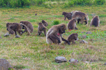 Wild baboon monkeys, Simien mountains, Ethiopiaの写真素材
