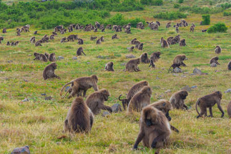 Wild baboon monkeys, Simien mountains, Ethiopiaの写真素材